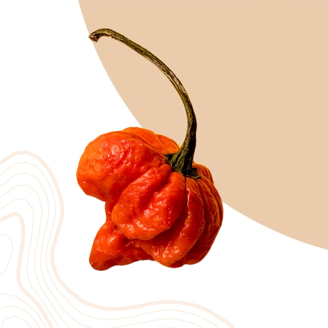 Carolina Reaper, piment le plus fort du monde jusqu'en 2023!