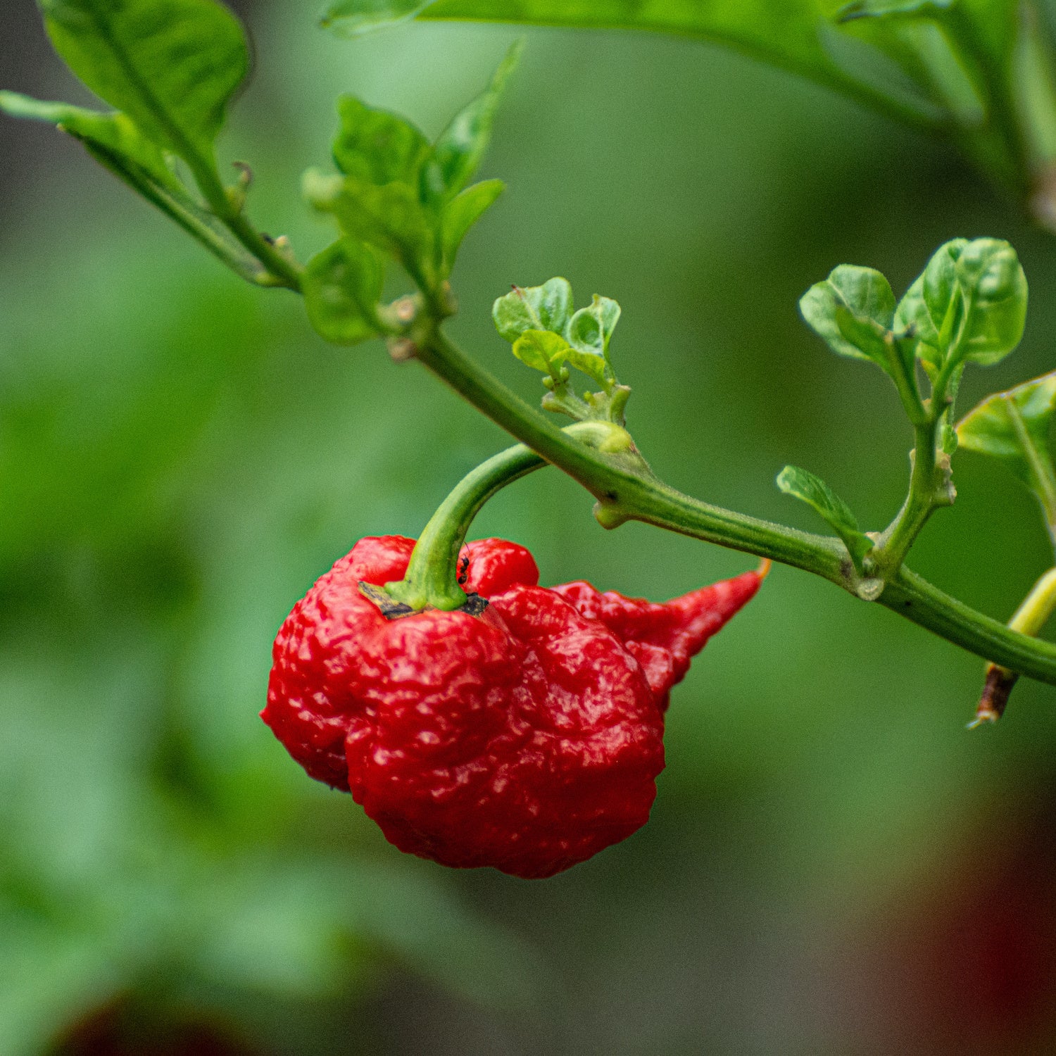 Sauce pimentée Carolina Reaper -  Force 12/12 - 100 ml