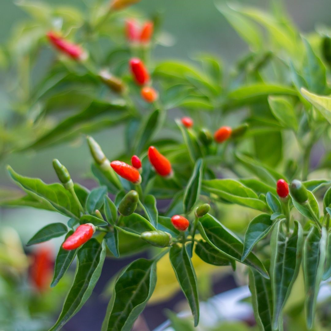 plant de piment oiseau